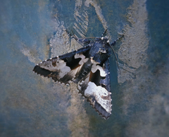 Phlogophora albovittata