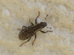 Sitona macularius