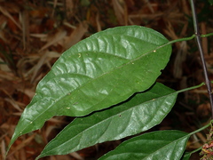 Clinacanthus nutans