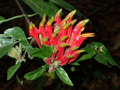 Clinacanthus nutans