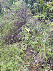 Trichonephila turneri