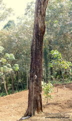 Pterocarpus marsupium