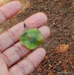 Pterocarpus marsupium