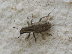 Sitona macularius