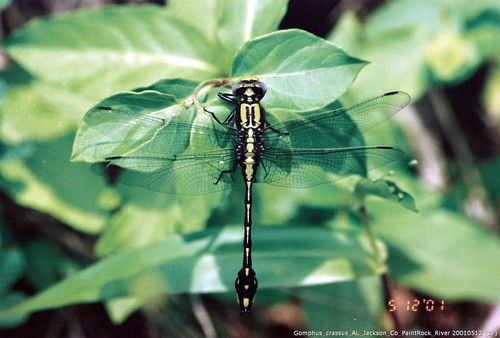 Handsome Clubtail photographed in Alabama