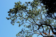 Pterocarpus marsupium