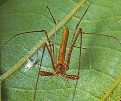 Tetragnatha rubriventris