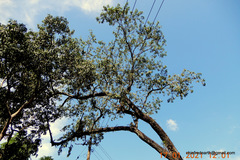 Pterocarpus marsupium