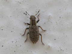 Sitona macularius