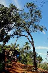 Pterocarpus marsupium