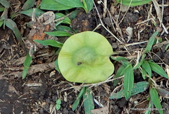 Pterocarpus marsupium