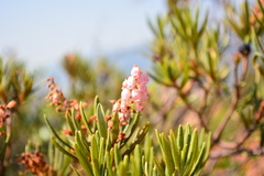 Comarostaphylis polifolia