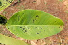 Pterocarpus marsupium