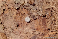 Pterocarpus marsupium