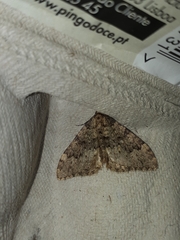Nebula ibericata