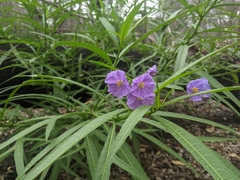 Solanum vescum