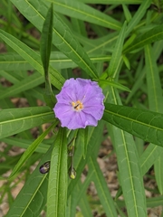 Solanum vescum