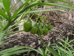 Solanum vescum