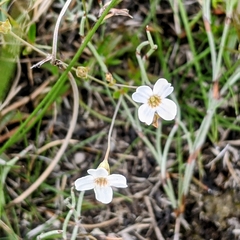 Mitrasacme polymorpha