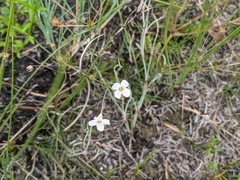 Mitrasacme polymorpha