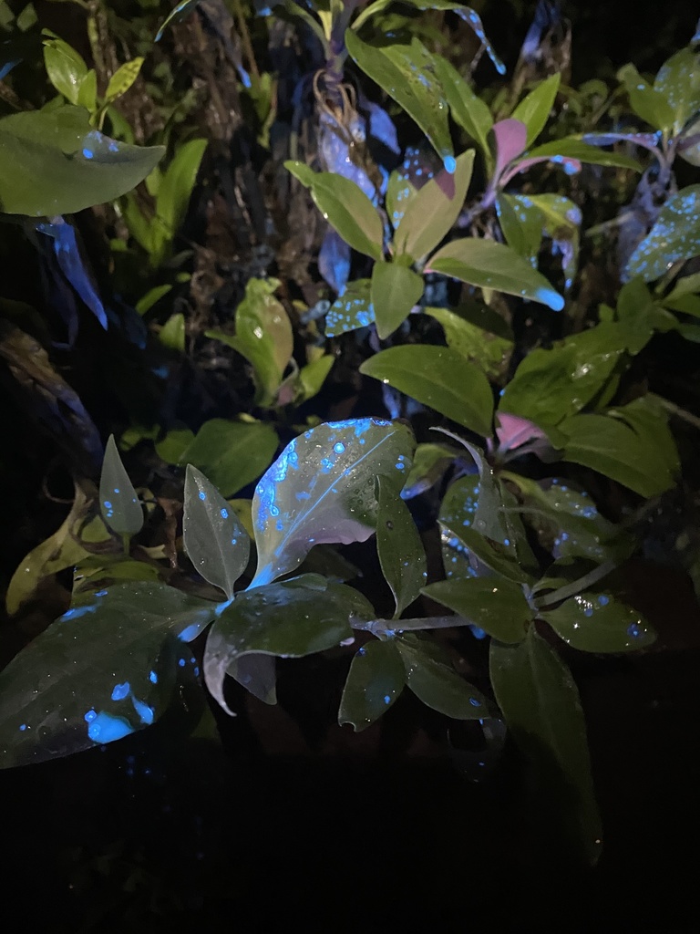 Globisporangium
