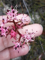 Serruria meisneriana