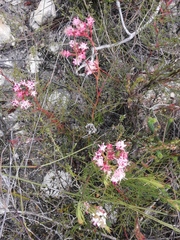 Serruria meisneriana