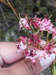 Serruria meisneriana