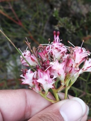 Serruria meisneriana