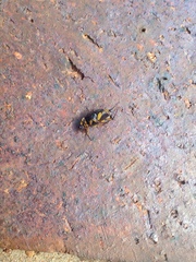 Stripsipher orientalis