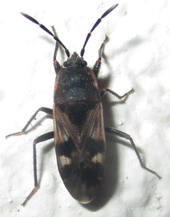 Lanchnophorus singalensis