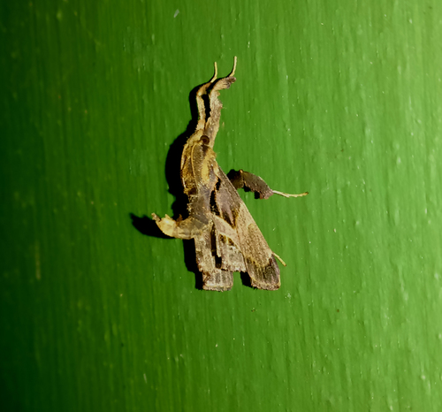 Sacida Sacada sikkima · iNaturalist
