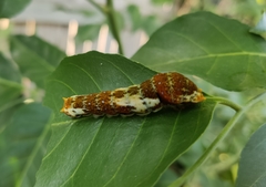 Papilio fuscus capaneus