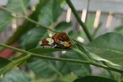 Papilio fuscus capaneus