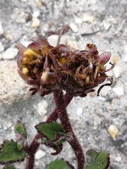 Arctotis angustifolia