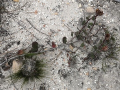 Arctotis angustifolia