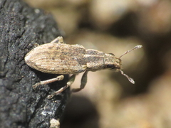 Sitona discoideus