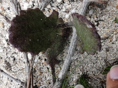 Arctotis angustifolia