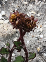 Arctotis angustifolia