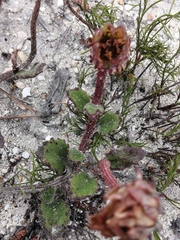 Arctotis angustifolia