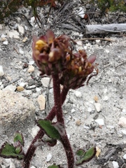 Arctotis angustifolia