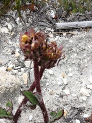 Arctotis angustifolia