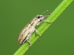 Sitona discoideus