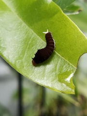 Graphium eurypylus lycaon