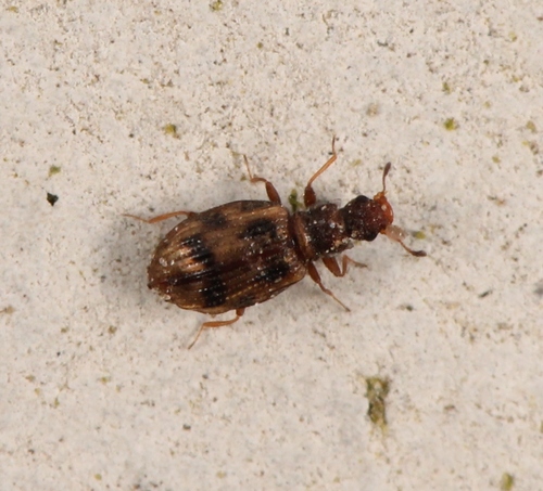 Cartodere bifasciata, photo 7 of 7