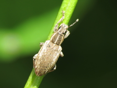Sitona discoideus