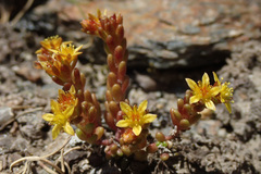 Sedum alpestre