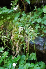 Micranthes nelsoniana aestivalis