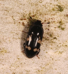 Glischrochilus quadriguttatus