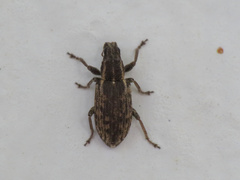 Sitona discoideus
